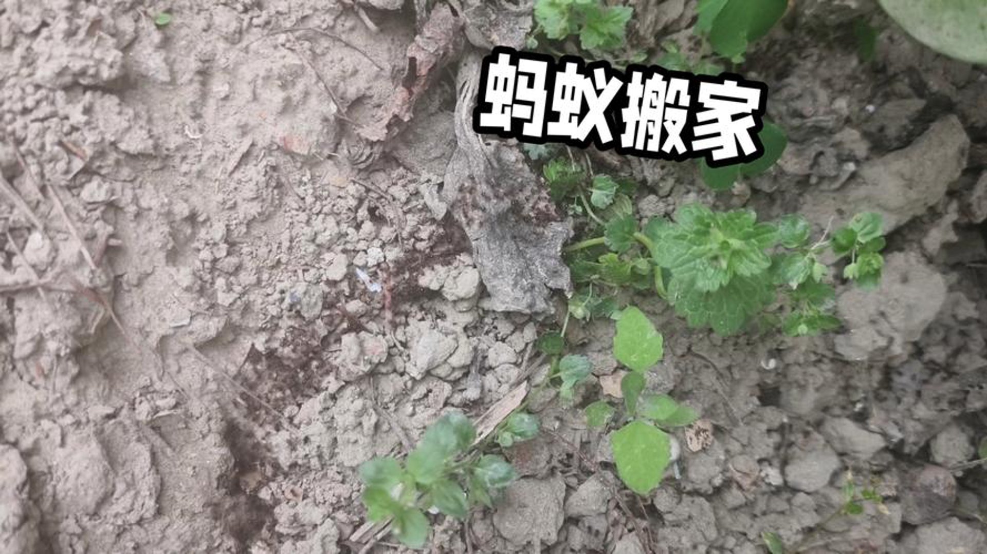 红蚂蚁搬家